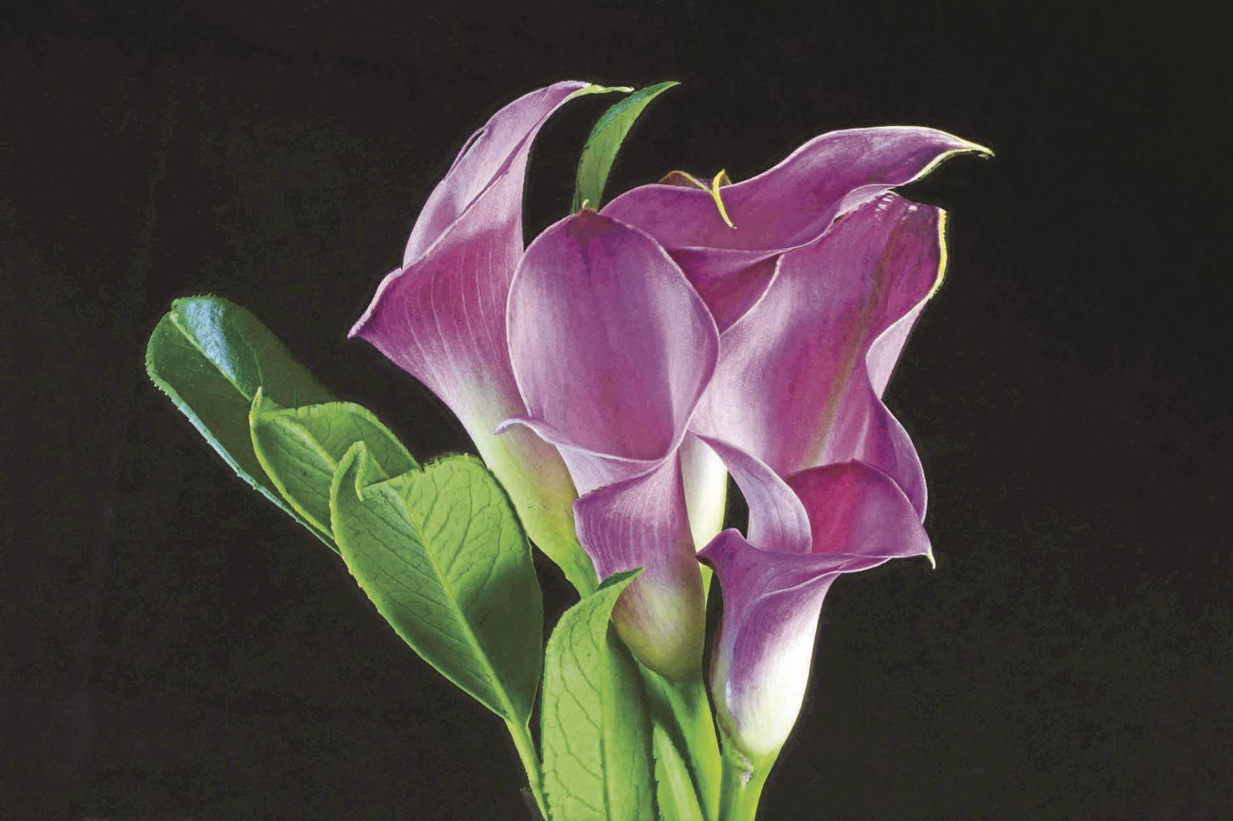 _calla-lilies-5709110_1920_CMYK.jpg